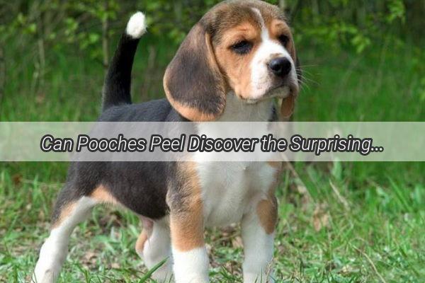 Can Pooches Peel Discover the Surprising Truth About Dogs and Apples